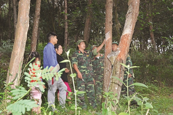 Cán bộ Đoàn Kinh tế-Quốc phòng 338 hướng dẫn người dân kỹ thuật khai thác nhựa thông.